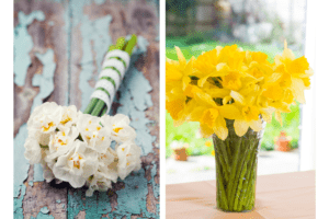 Daffodil arrangements and bouquet